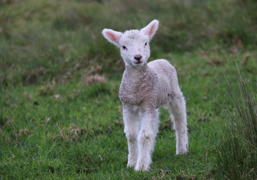 A lamb is used for a passover seder plate