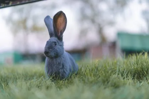 Rabbit with big ears used to show how God wants us to listen to Him.