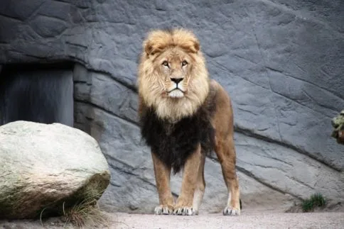 Lion by den